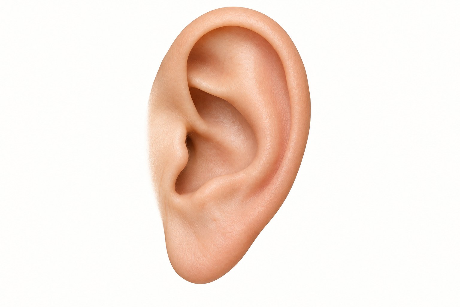 A softly shaded external ear illustration on an ivory background.